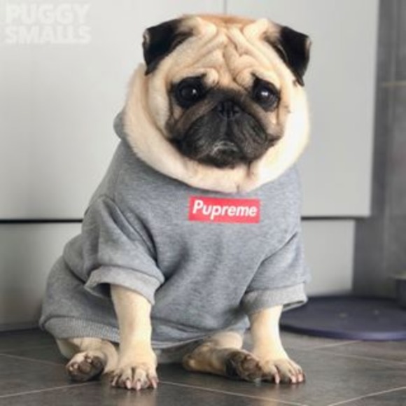 puggy1313
